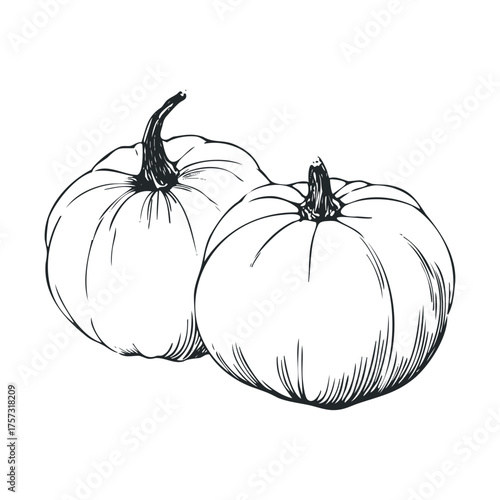 Decorative pumpkins for autumn harvest design and fall celebration. Vector hand drawn illustration