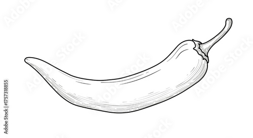 Chili Pepper Vintage Engraving Style Vector Illustration - Hot Spice Line Art Sketch