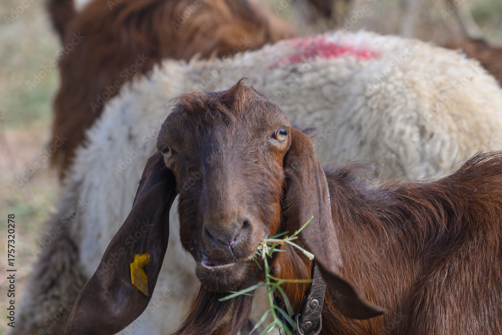 Fototapeta premium Charming Cyprus Long-Eared Sheep Close-Up