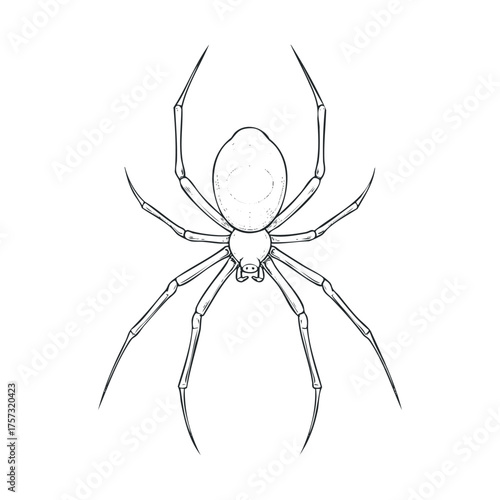 Detailed depiction of a spider with intricate leg design. Vector hand drawn illustration