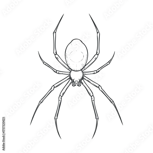 Fototapeta na wymiar Detailed depiction of a spider with intricate leg design. Vector hand drawn illustration