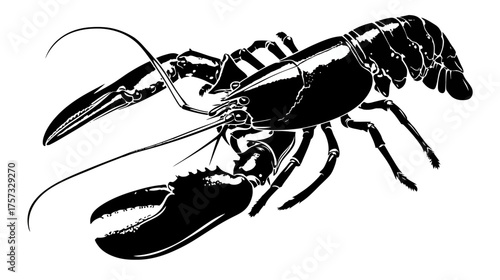 A detailed black and white illustration depicts a lobster, presented in a sharp, vector-style art
