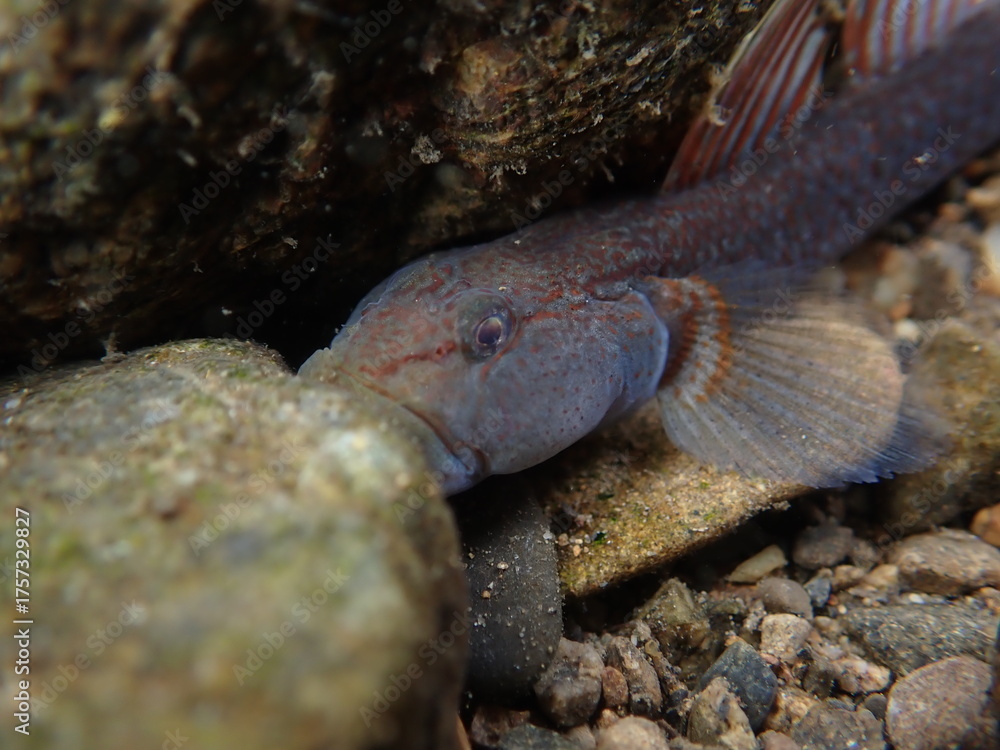 Fototapeta premium Tokyo Freshwater Goby / 東京のヨシノボリ類 （自然写真）