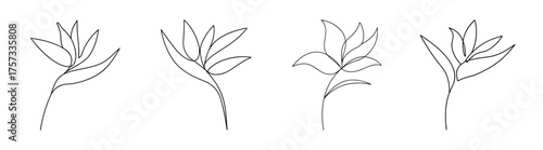 Four delicate line art sketches of bird of paradise flowers in minimalist style