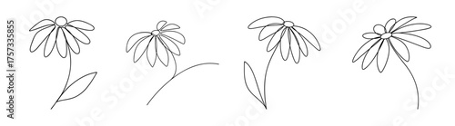 Delicate echinacea coneflower flower line art botanical sketch drawing four variations of bloom
