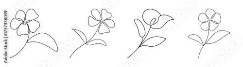 Delicate impatiens flower sketches with detailed petals and leaves botanical artwork line drawing
