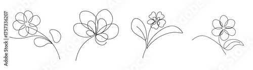 Detailed line drawings of sweet alyssum flowers in multiple perspectives for botanical study