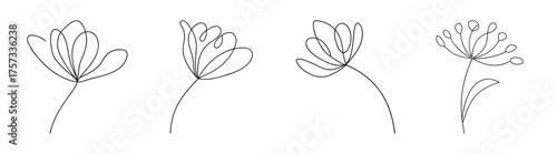 Delicate line art sketches of four allium flowers showcasing their intricate seed heads in artistic detail