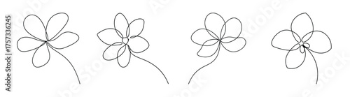 Anemopsis yerba mansa flower line art botanical sketch isolated plant detail