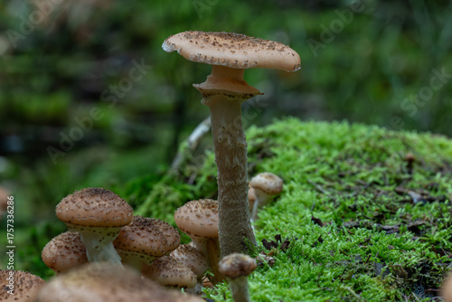 Close up view of scaly honey fungus cluster on a mossy forest log, soft bokeh.