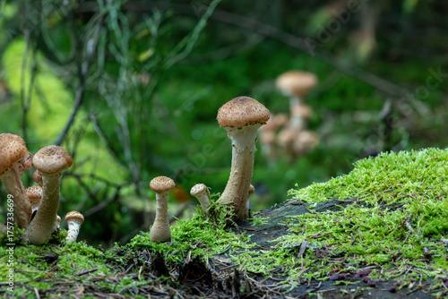 Cluster of wild mushrooms rising from a moss covered log in lush woodland, with soft natural light and creamy bokeh.