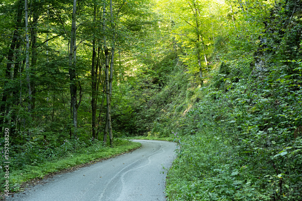 Fototapeta premium Trail in Summer Mountain Forest. Peaceful Path Through Green Nature