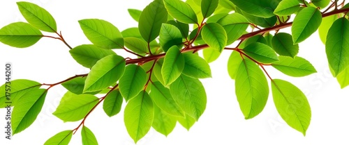 Vibrant green branch with lush leaves isolated on white, vivid, foliage