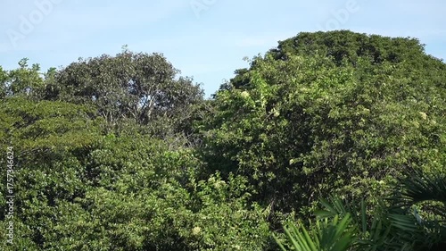Green parrots flying freely in a tropical park