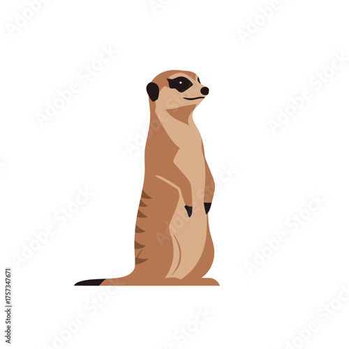 Alert meerkat standing upright looking for danger in the wild.