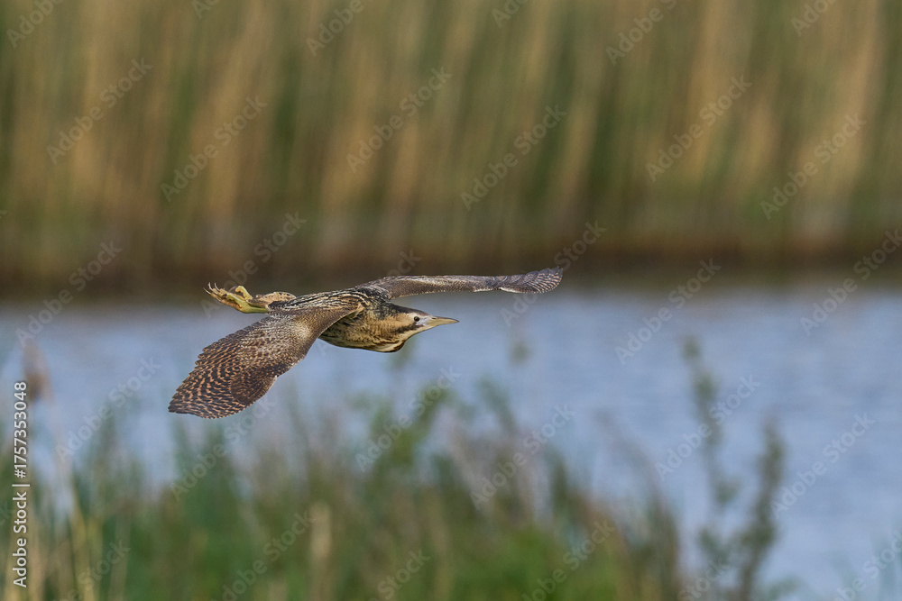 Fototapeta premium Bittern (Botaurus Stellaris) flying over the reedbeds of the Somerset Levels in Somerset, United Kingdom.