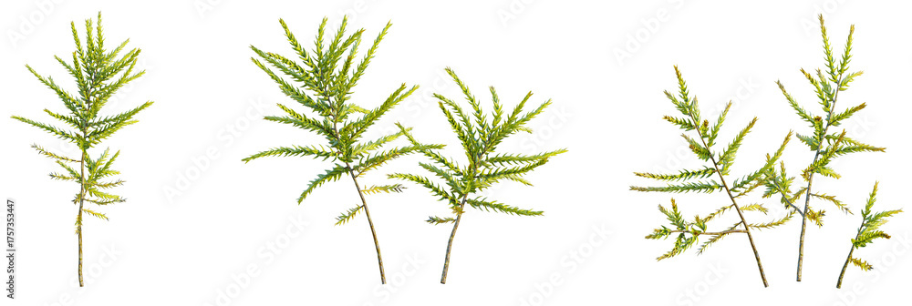 Obraz premium Climacium japonicum tree, font view, elevation, cutout, isolate, transparent background, Three delicate sprigs of green coastal redwood ready for design elements