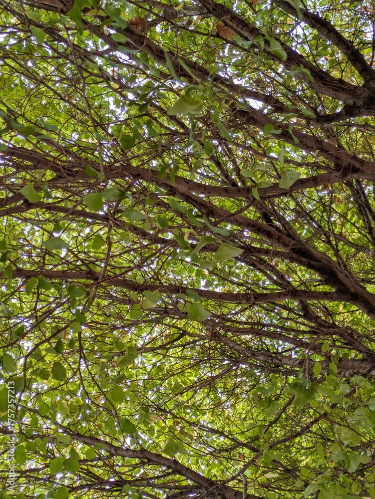 Fototapeta premium Fondo con ramas de árbol en otoño, con hojas verdes