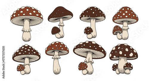 A collection of brown spotted mushrooms with creamy stems and gills.