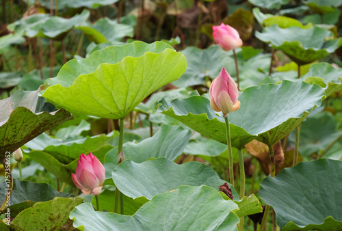 Pink water lily growth among leaves in the pond 