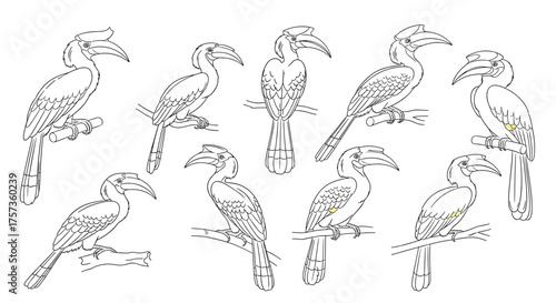 A collection of hornbills perched on branches.