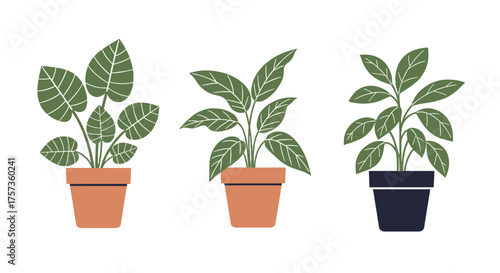 Three potted houseplants with green patterned leaves on a white background.