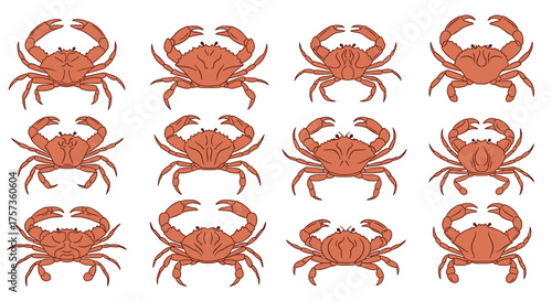 An array of orange crabs against a white background.