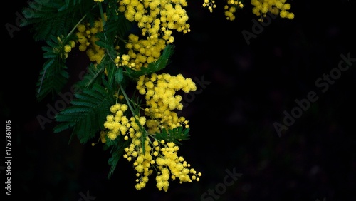 Branch of Blooming Mimosa Flowers on Black Background