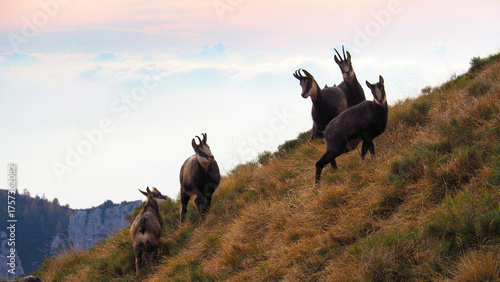 panorama of Monte Altissimo di nago with chamois and clouds and Lake Garda at sunset