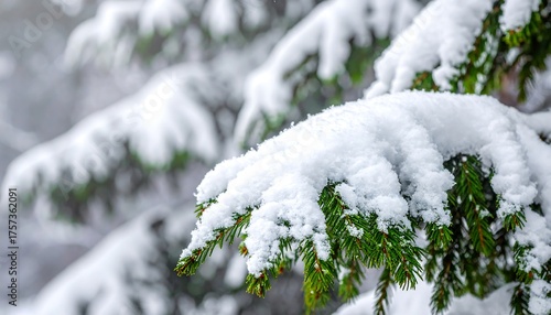 Snow-Covered Pine Branches Capturing the Serene Beauty of Winter's Embrace in Detail