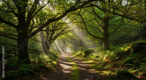 Serene forest path illuminated by soft sunlight filtering through lush green trees creates tranquil atmosphere. interplay of light and shadow enhances natural beauty of scene