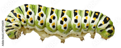 Caterpillar crawling on leaf nature isolated on transparent background