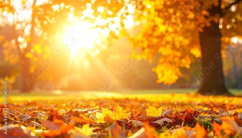 Autumn Sunlight Warm Glow on Fallen Leaves in a Park, Nature's Golden Touch