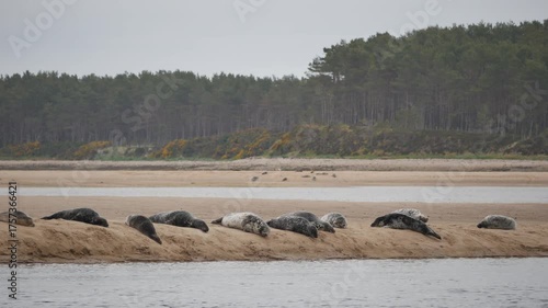 Common seals ( Phoca vitulina ) - also known as Harbour seals (or Harbor seals) on a sandbank at Loch Fleet in Sutherland Scotland UK