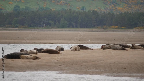 Common seals ( Phoca vitulina ) - also known as Harbour seals (or Harbor seals) on a sandbank at Loch Fleet in Sutherland Scotland UK