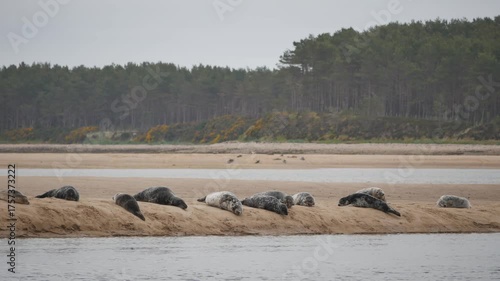 Common seals ( Phoca vitulina ) - also known as Harbour seals (or Harbor seals) on a sandbank at Loch Fleet in Sutherland Scotland UK