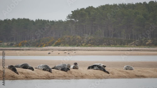 Common seals ( Phoca vitulina ) - also known as Harbour seals (or Harbor seals) on a sandbank at Loch Fleet in Sutherland Scotland UK