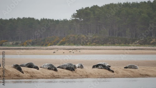 Common seals ( Phoca vitulina ) - also known as Harbour seals (or Harbor seals) on a sandbank at Loch Fleet in Sutherland Scotland UK