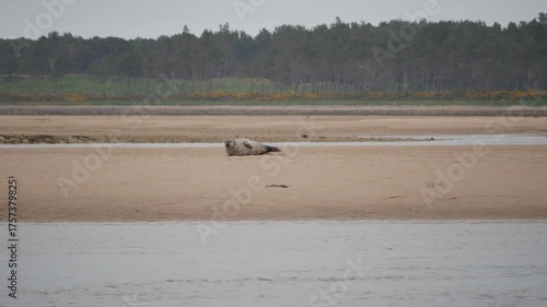 Common seals ( Phoca vitulina ) - also known as Harbour seals (or Harbor seals) on a sandbank at Loch Fleet in Sutherland Scotland UK