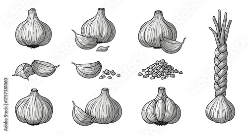 A collection of garlic illustrations including whole bulbs cloves and minced garlic along with a braided garlic braid.