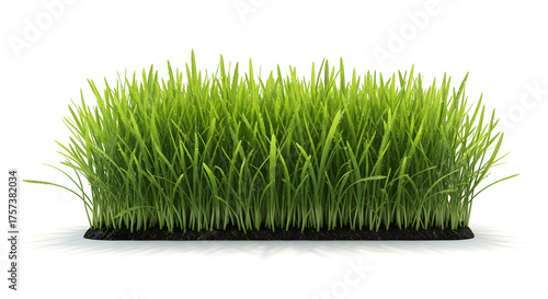 Fresh green grass isolated on white background