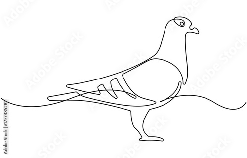pigeon one continuous line drawing.