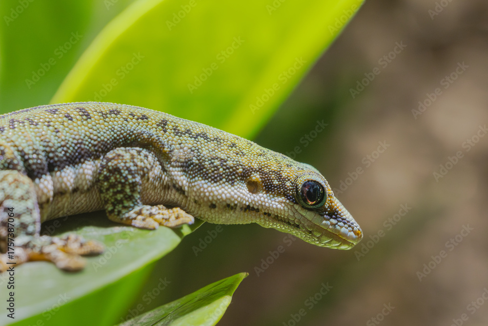 Obraz premium Gecko Macro
