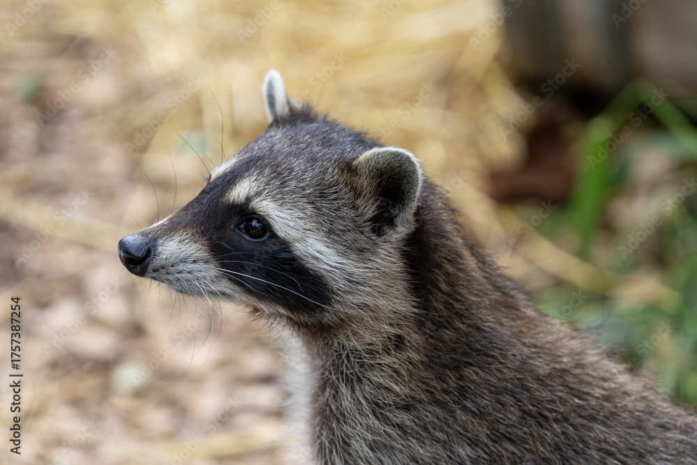 Fototapeta premium Waschbär