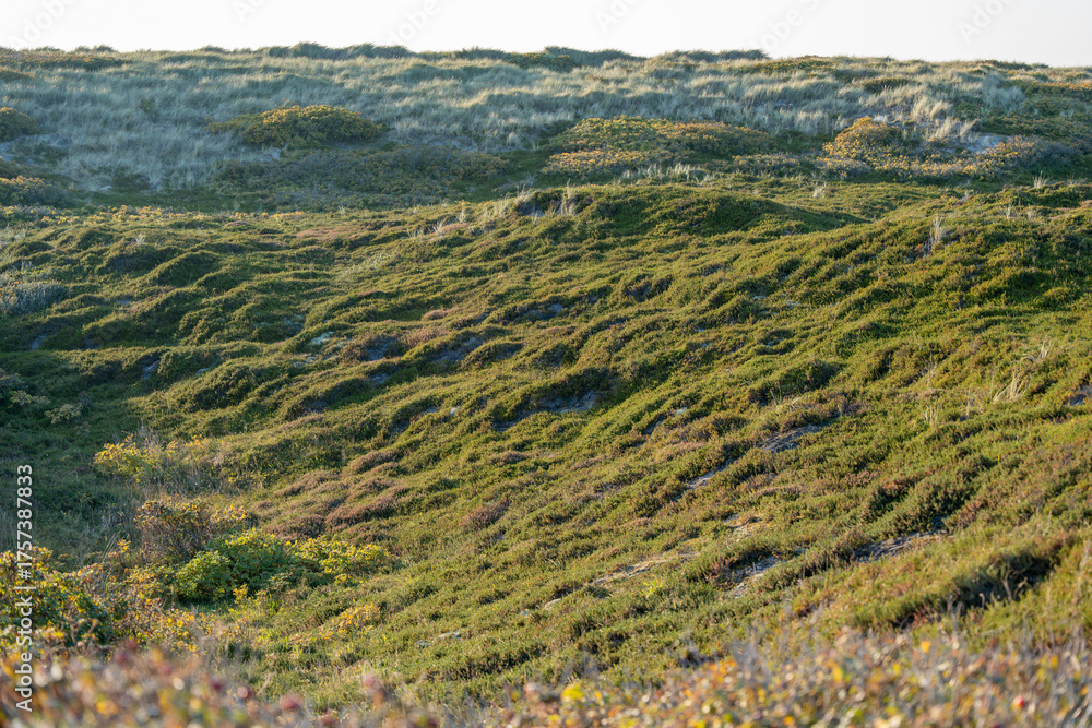 Fototapeta premium Wide Dune Valley View. A panoramic view over a green dune valley with flowering shrubs. The soft light of the evening enhances the natural colors of the scene.