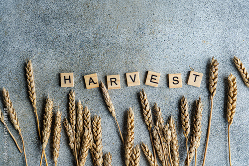Close-up overhead view of wooden letters spelling out the word Harvest on a table with autumnal ears of wheat