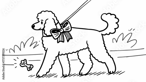 Poodle dog with ribbon and leash walking on grass
