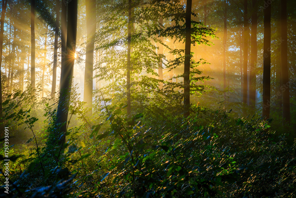 Obraz premium Sunny morning in green beech forest