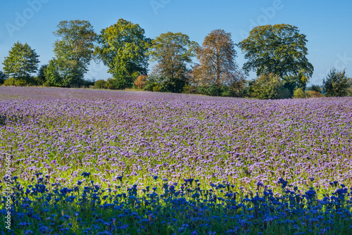 Phacelia Acker Gründungung