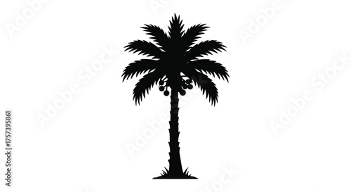 Silhouette of a tall palm tree with detailed fronds and trunk displaying tropical beach vacation scenery silhouette